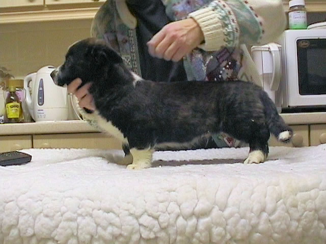 Leo (formerly known as NotSpot or Cole)